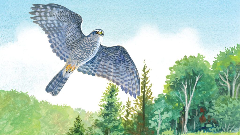 An artist's rendering of a goshawk in flight; Illustration by Christina Wald