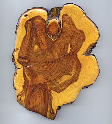 An angel appears in a cross-section of shaggy bark juniper wood