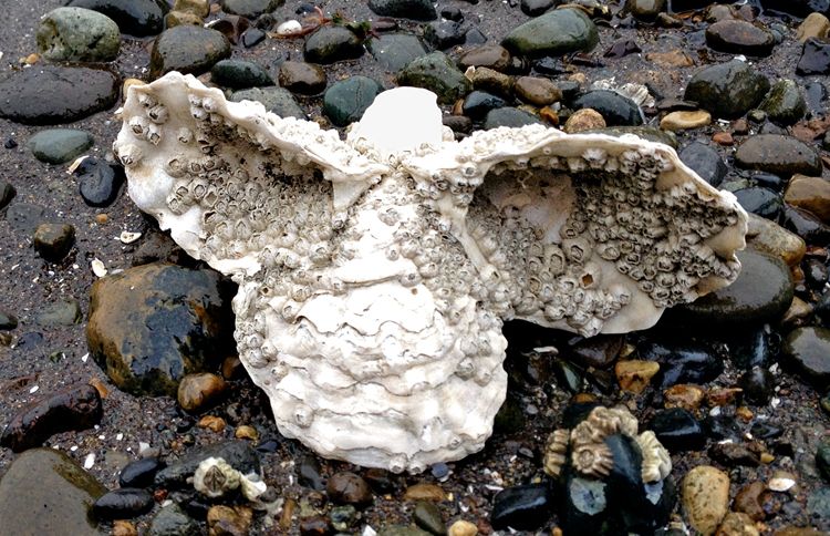 A cluster of oysters and barnacles in the shape of an angel
