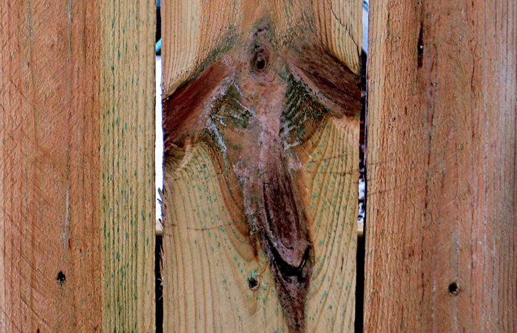 The angel Kristy spotted in a plank in her backyard fence