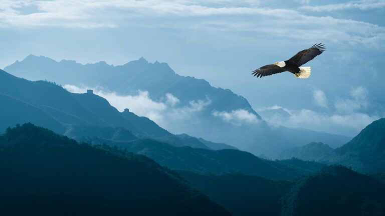 Eagle flying over misty mountains