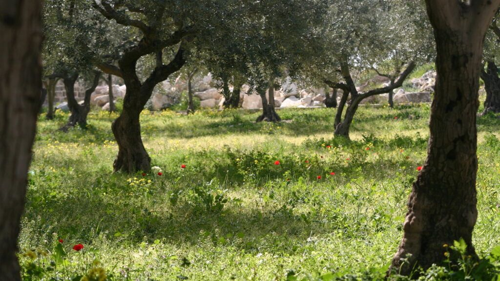 garden_of_gethsemane