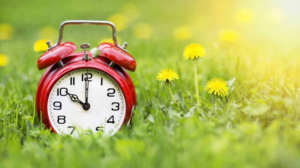 Alarm clock and dandelion flowers