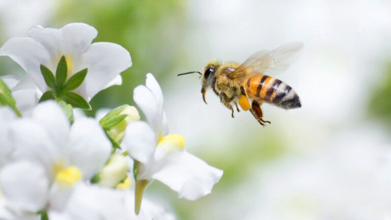 Honeybee flying to white Nemesia flower; Getty Images