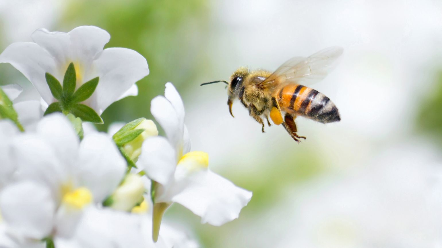 超过 300 张关于“蜜蜂图片”和“蜜蜂”的免费图片 - Pixabay
