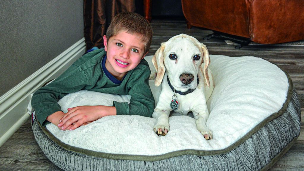 Charlie the beagle and Jack, one of his three human brothers
