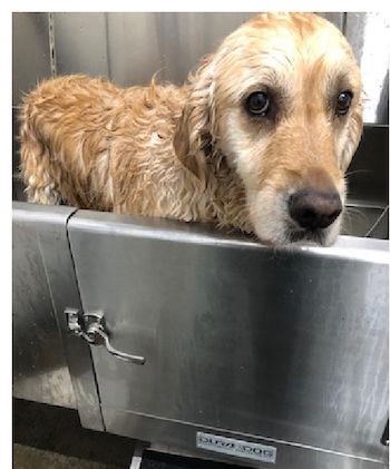 Gracie in the bath