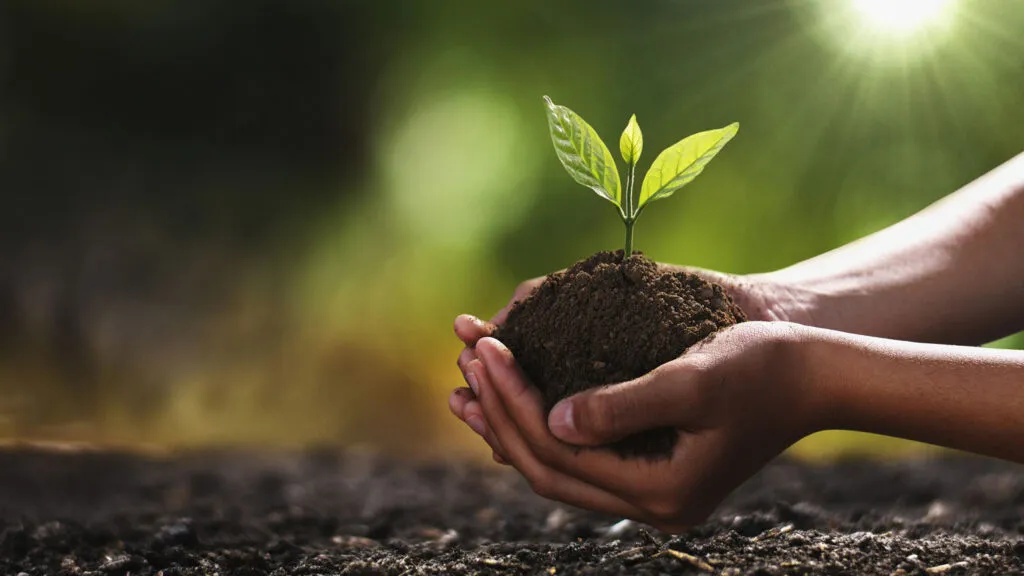 Plant in palms; Getty Images