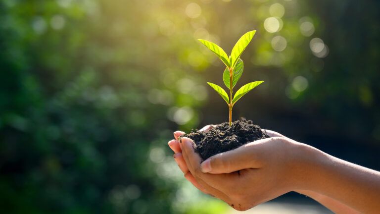 A hand holding a seedling; Getty Images