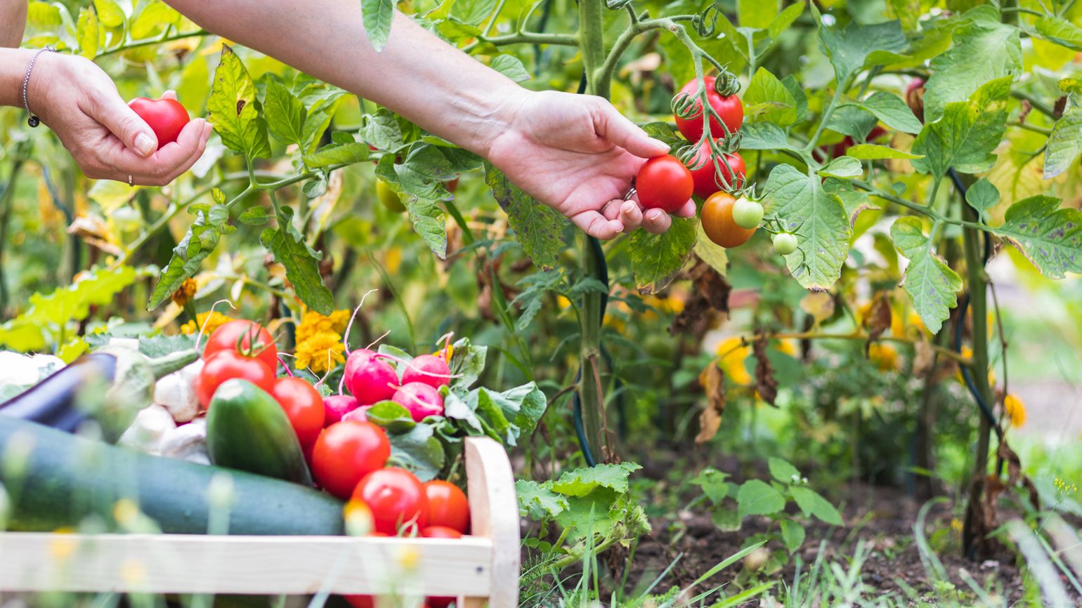 Picking tomatoes from a vegetable garden; Getty Images