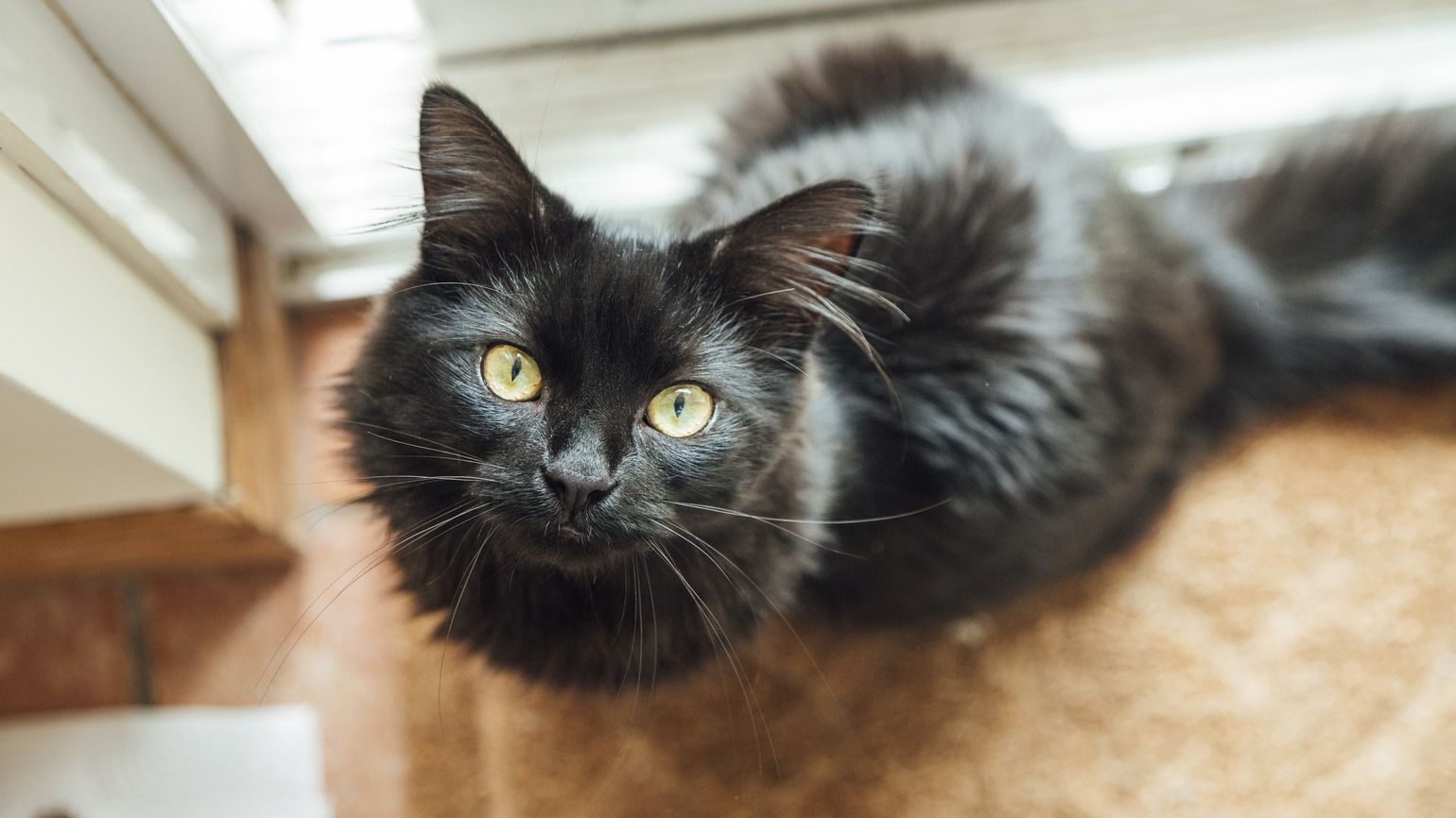 Black cat (Getty Images)