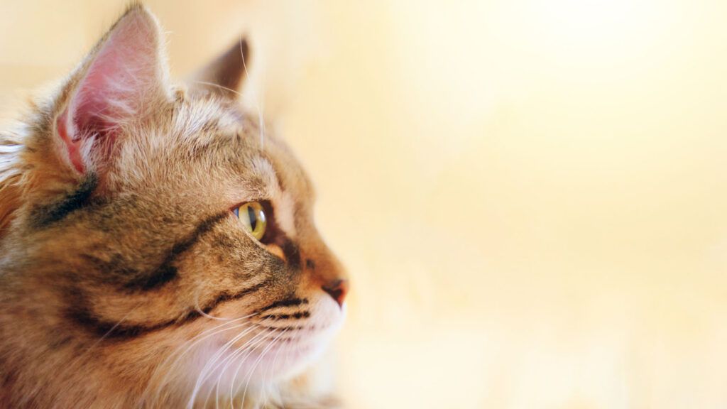A close up of a cat's side profile; Getty Images