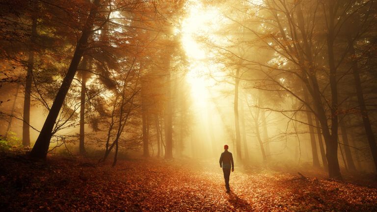 Man walking towards sunlight in a forest