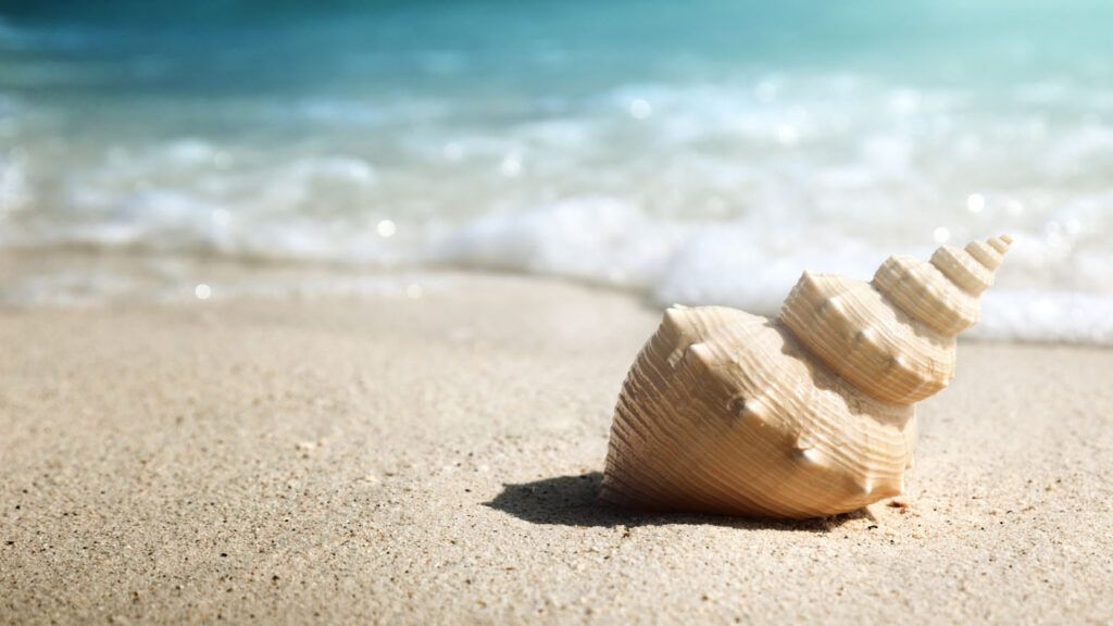 Seashell on the beach; Getty Images