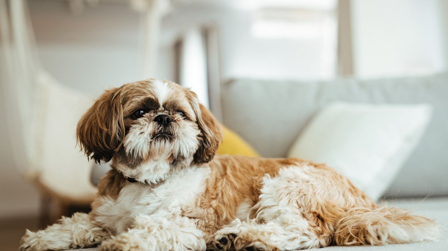 Shih tzu dog relaxing on the sofa (Getty Images)