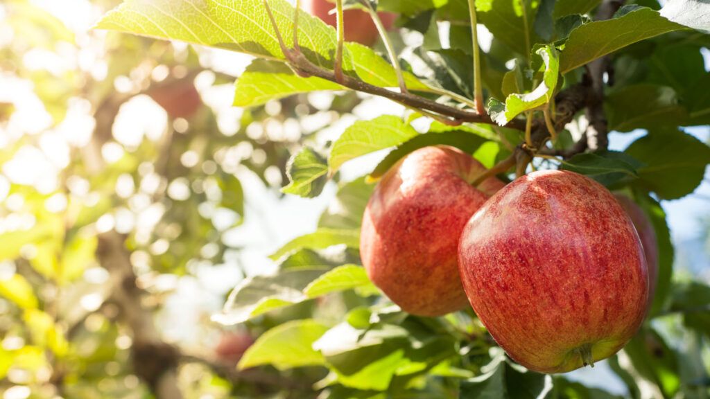 Two red apples in a tree; Getty Images