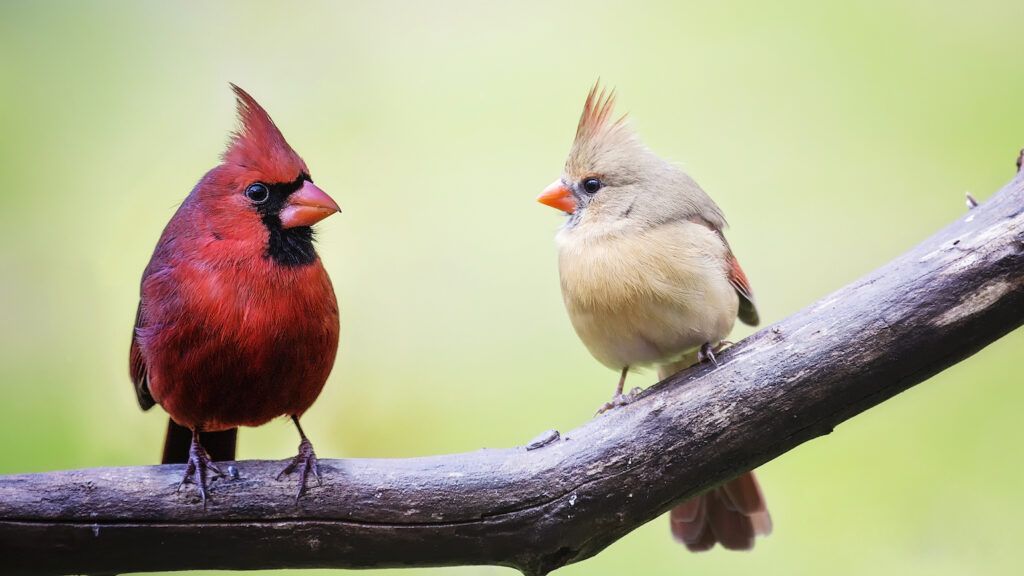 A pair of cardinals