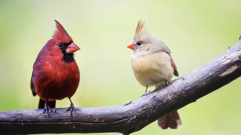 A pair of cardinals