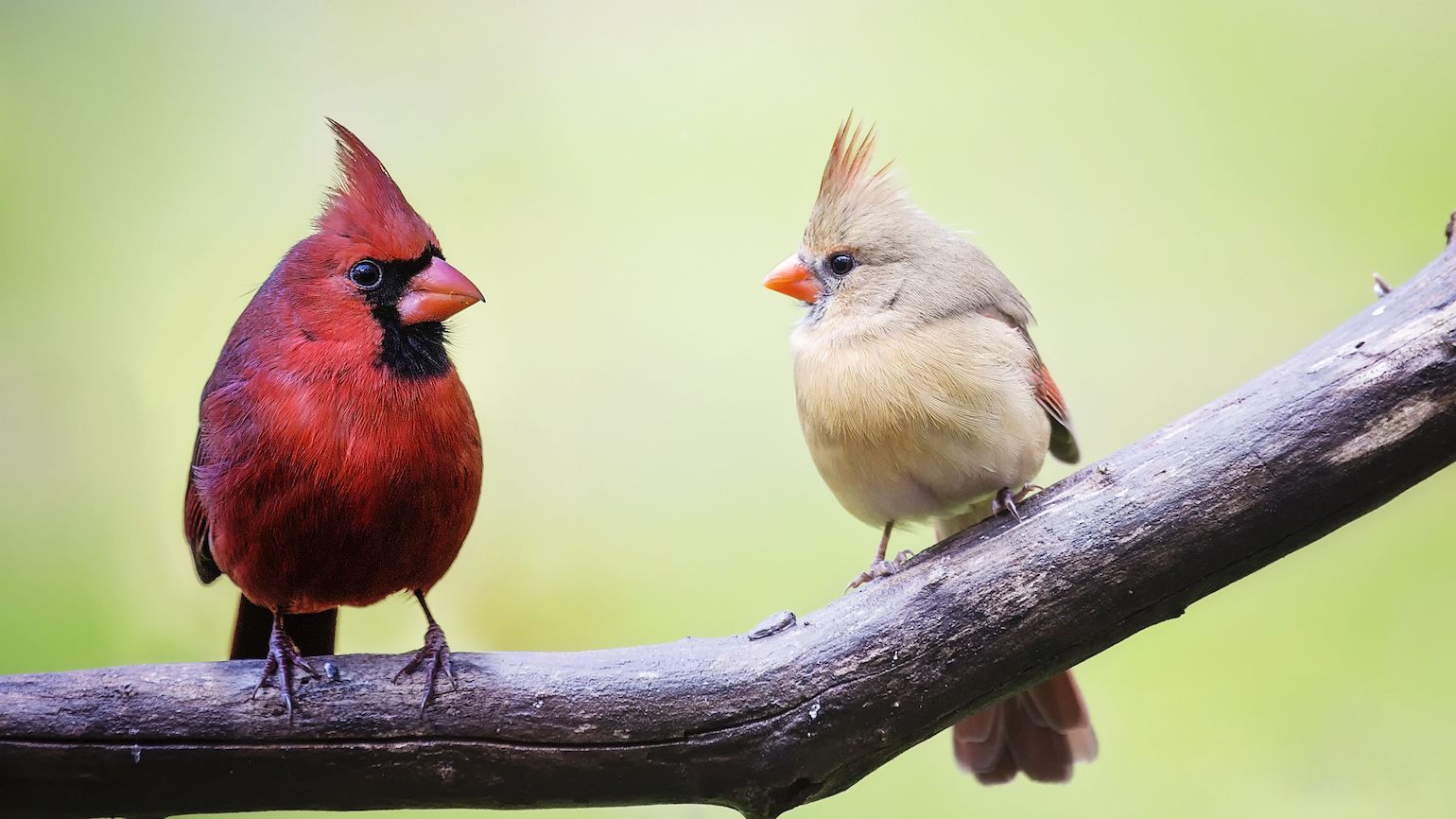 How Birdwatching Can Benefit Our Health | Guideposts