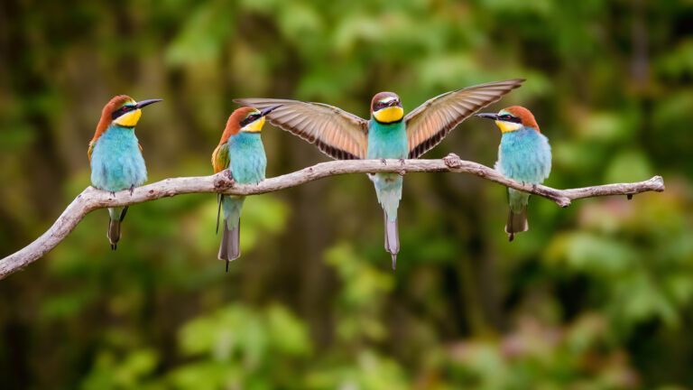 Four colorful birds on a branch; Getty Images