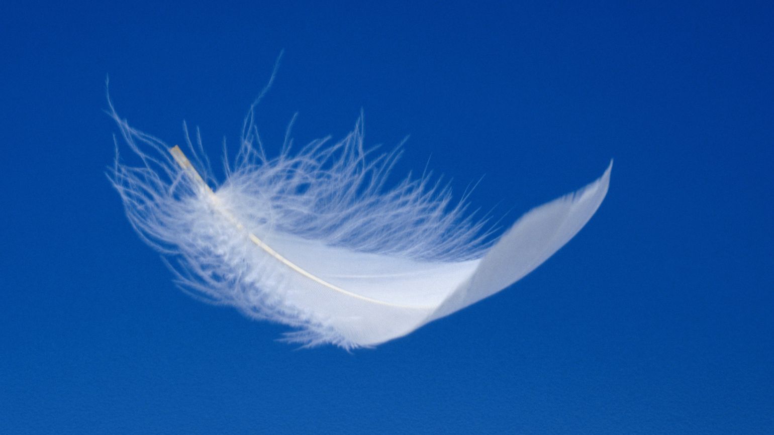 A white feather; Getty Images