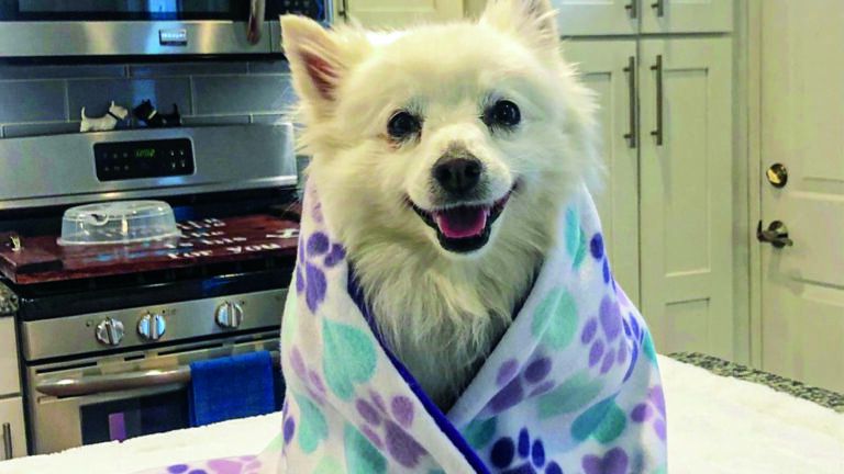 Dog wrapped in a prayer blanket