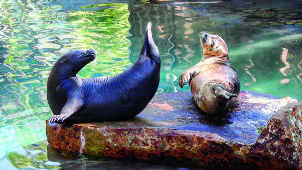 Rescued harbor seals Billy (left) and Gracie