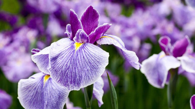 Purple iris flowers; Getty Images
