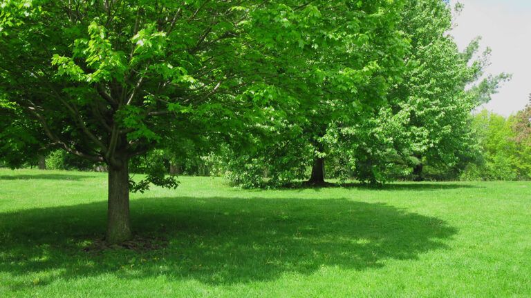 A large shade tree