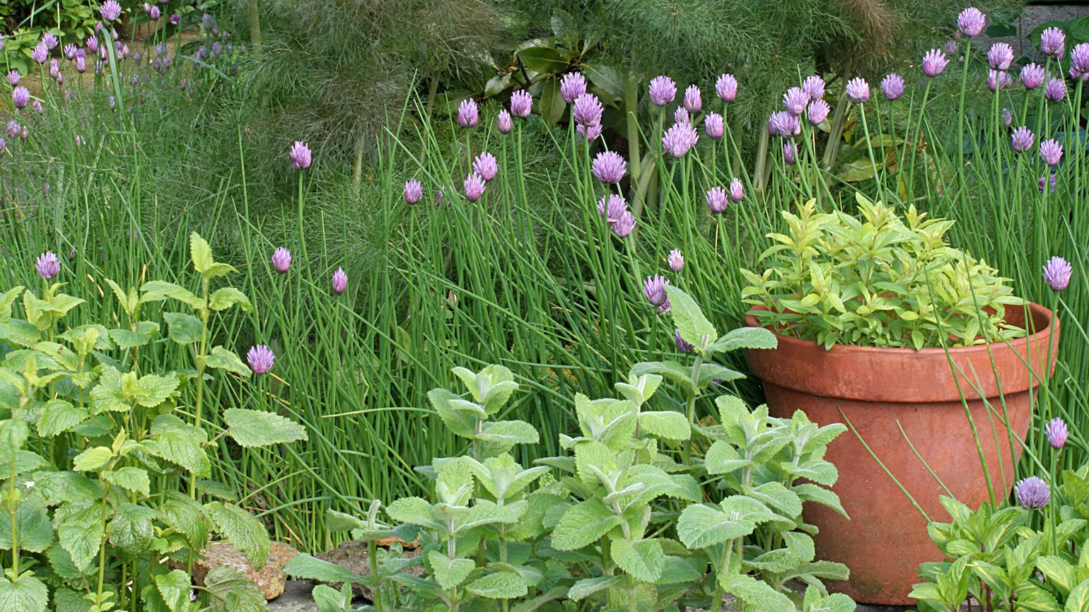 How to Prune Herb Plants to Feed You All Summer Long | Guideposts