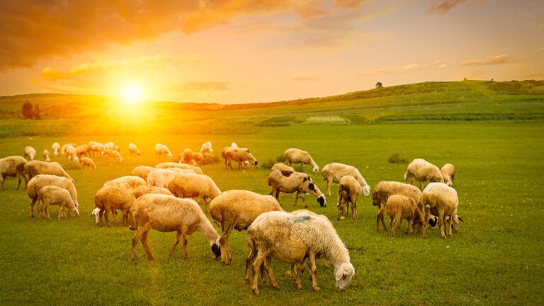 A flock of sheep in a field at sunrise
