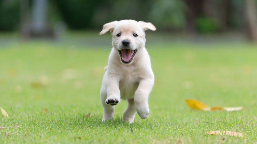 Excited puppy running on grass; Getty Images