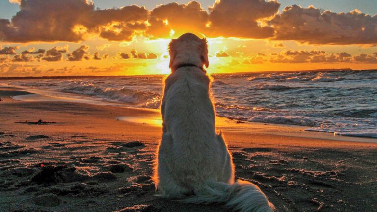 A dog observing a beach sunset; Photo credit: Shutterstock