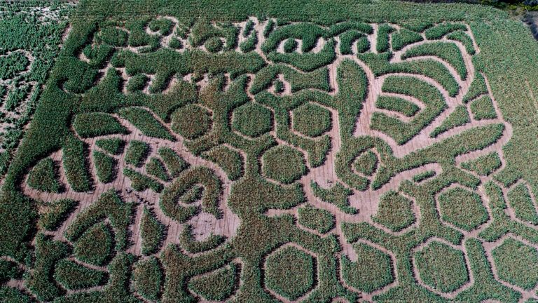 Aerial view of corn maze at Holland Farms in Milton, Fl featuring two bees; Devon Ravine/Northwest Florida Daily News via AP