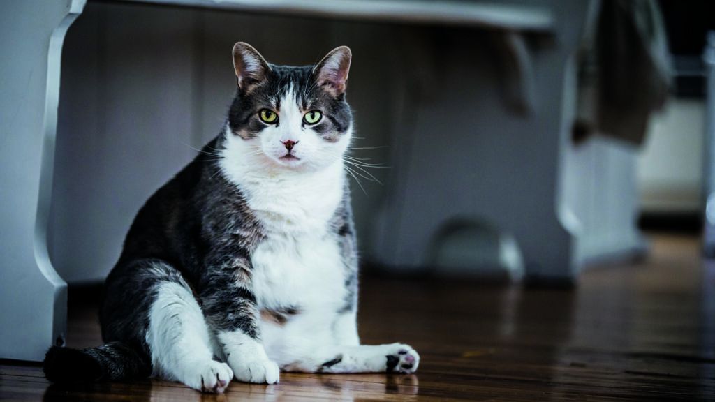 Overweight cat sitting on the floor