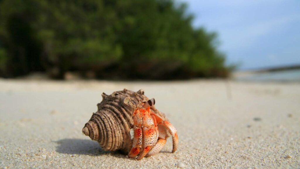 A hermit crab on a beach; Getty Images