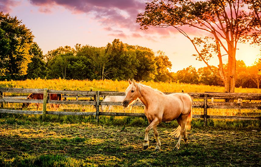 A palomino horse at a farm