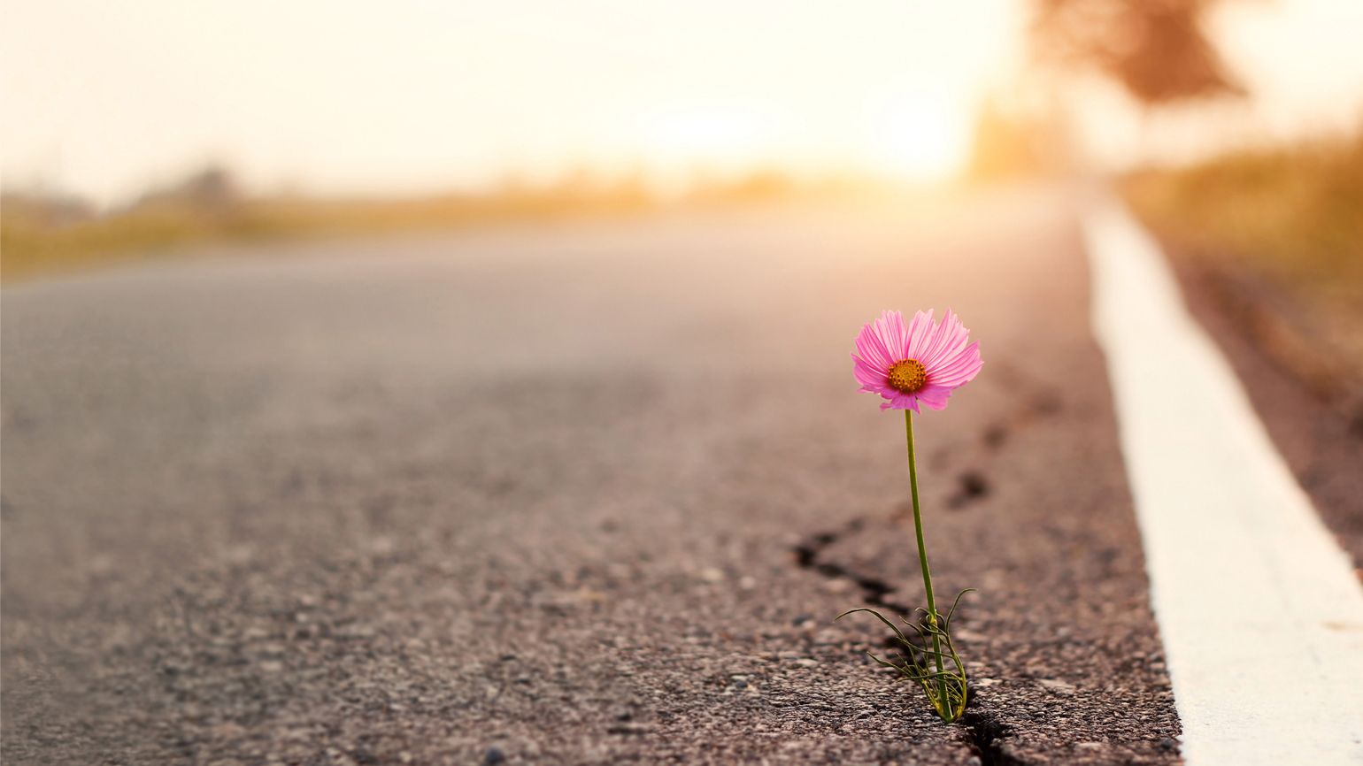 Pink flower growing on cracked street; Getty Images
