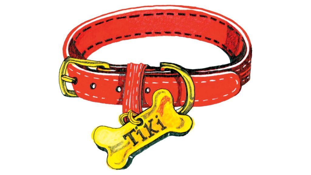 A red dog collar that reads TIKI; Illustration by HENNIE HAWORTH