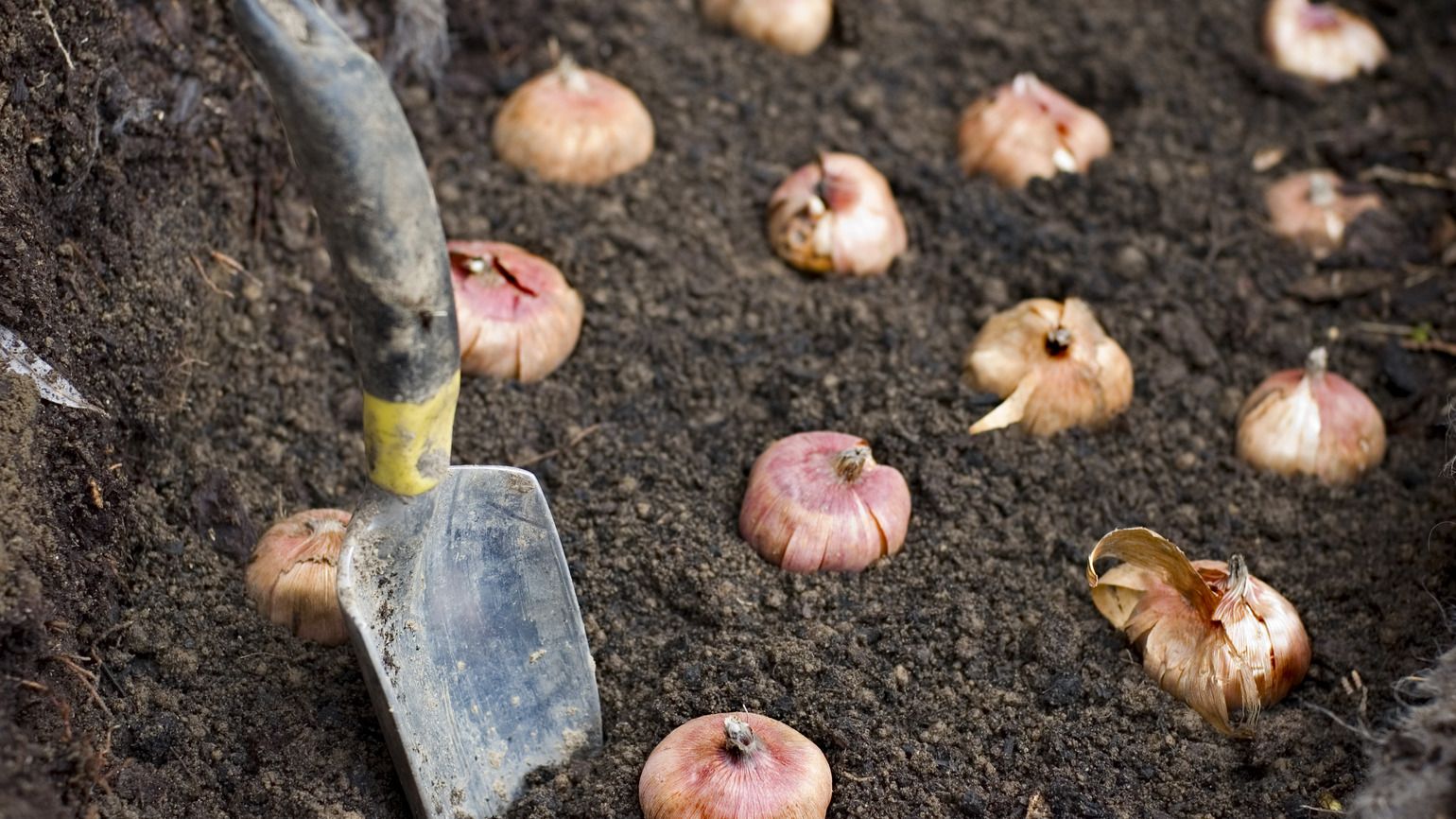 Flower bulbs being planted in good soil (Getty)