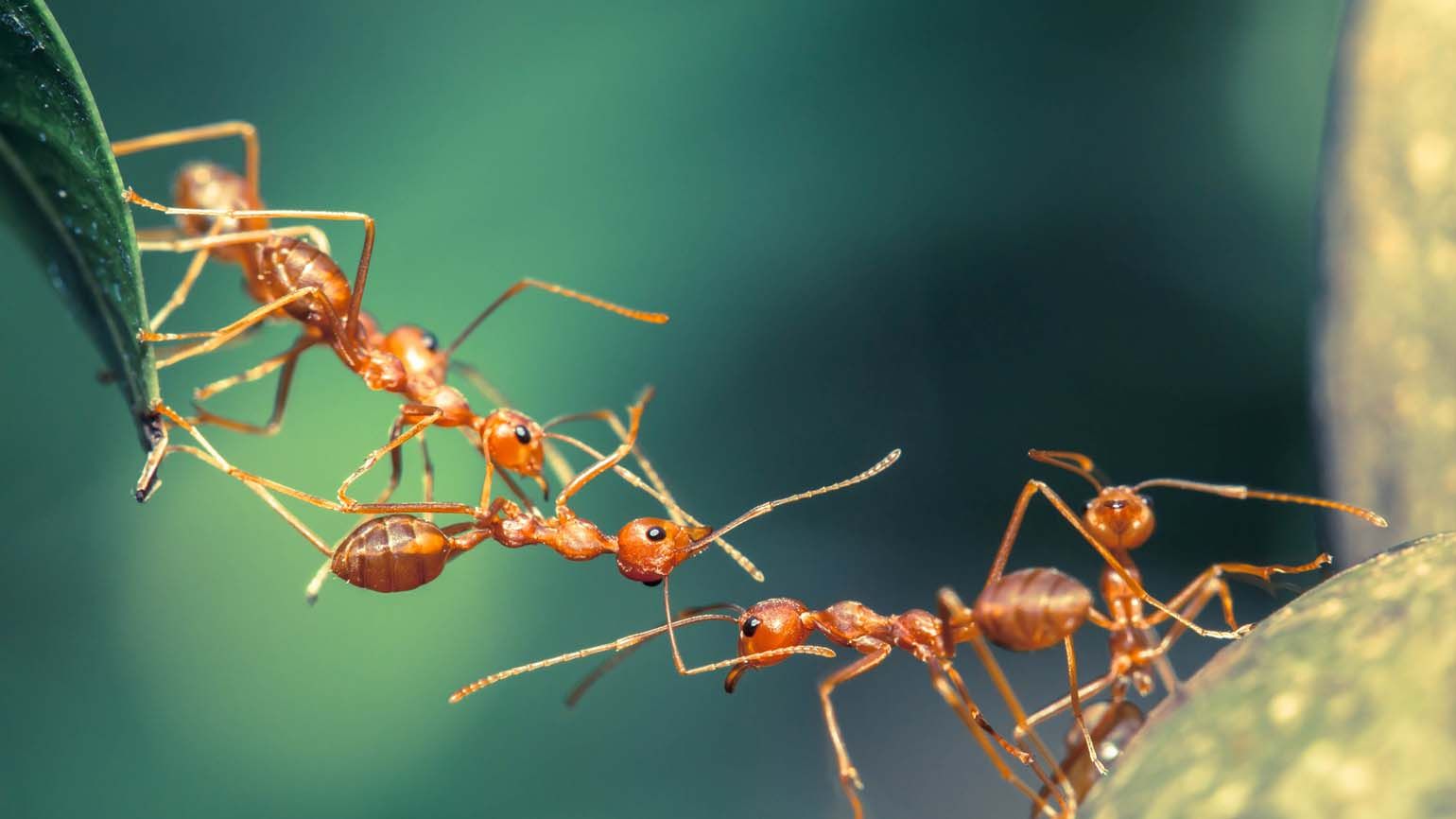 Ants working together; Getty Images