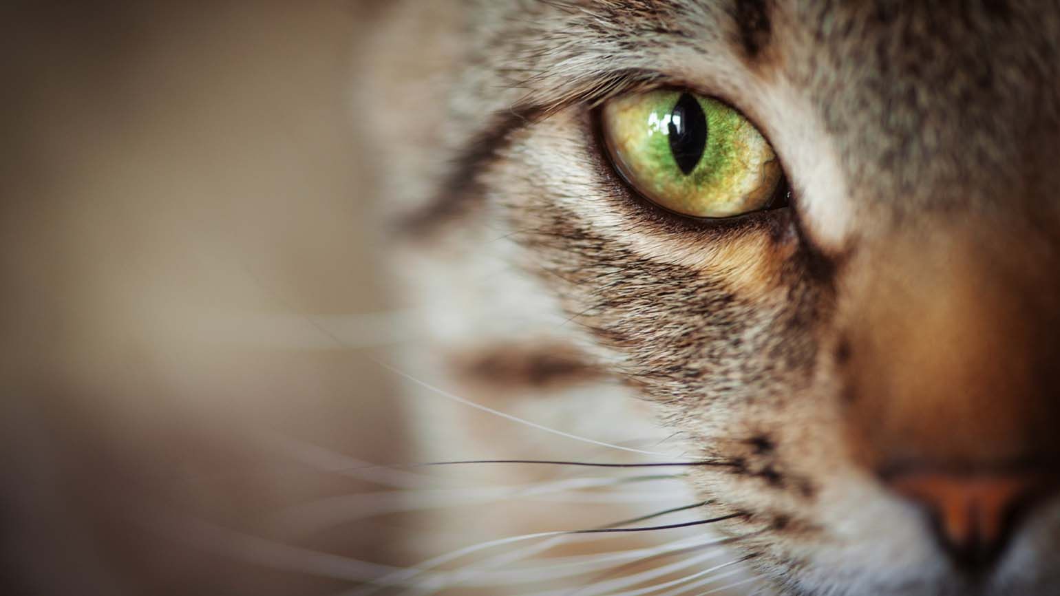 A close up of a cat's eye; Getty Images