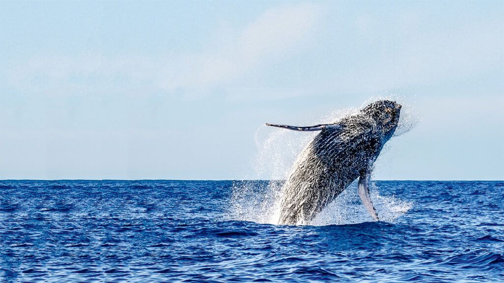 California Grey Whale breaching; photo by Larry Pannell/Getty Images