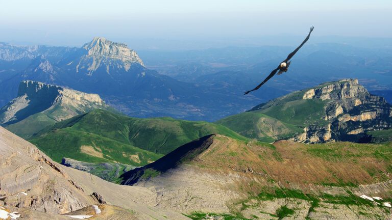 Eagle flying over mountains