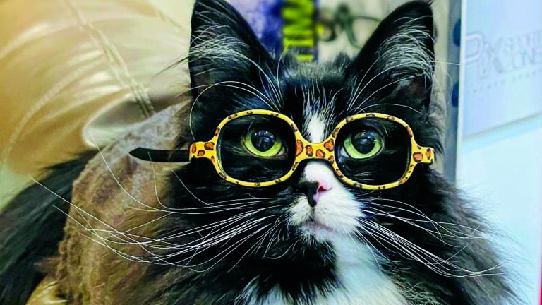 Truffles the cat wearing her statement frames
