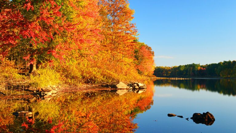 Colorful autumn leaves by a lake
