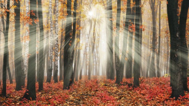 Sunlight streams through autumn trees
