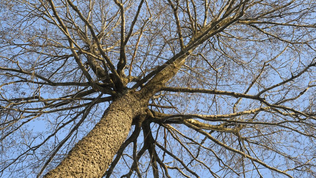 Bare tree limbs against sky
