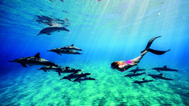 Alison Teal swimming with dolphins in Hawaii