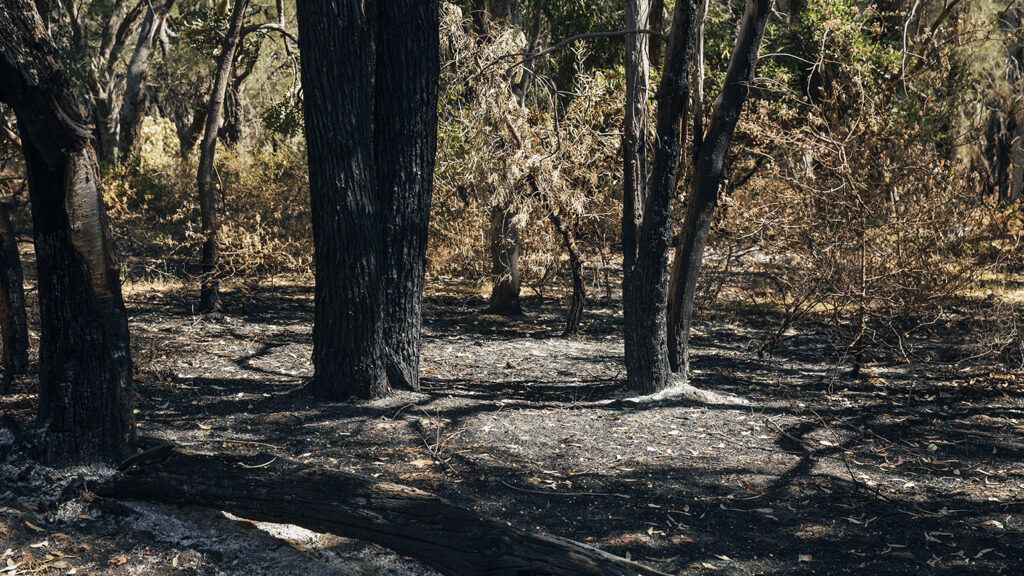 Scorched trees following a fire
